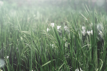 green grass in the field