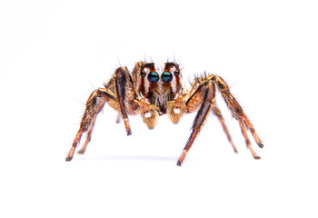 jumping spider isolated on white background.