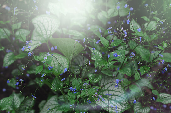 green grass with blue flowers in the garden. brunner