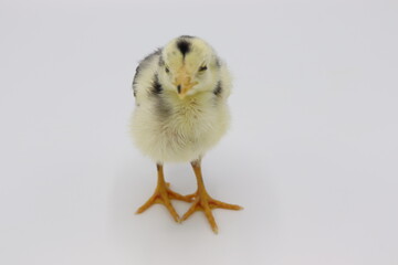 Beautiful black little chick isolated on the white