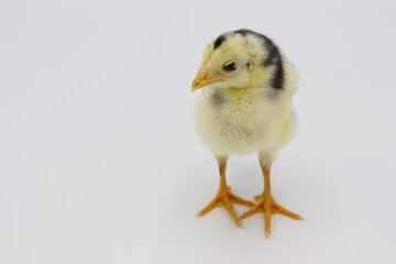 Beautiful black little chick isolated on the white