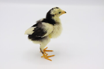 Beautiful black little chick isolated on the white