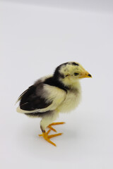 Beautiful black little chick isolated on the white