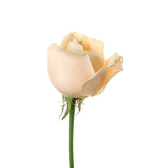 Beautiful rose flower on white background