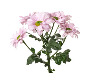 Beautiful flowers on white background