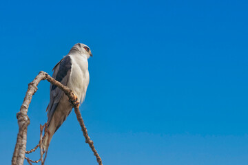 kite on a branch