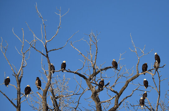 American bald eagles perched in trees with a bright blue sky background