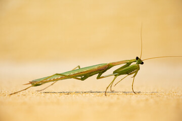 MANTIS RELIGIOSA