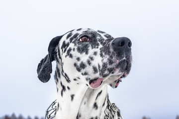 Portrait of a spotted dog in nature. A Dalmatian is walking along a winter field.