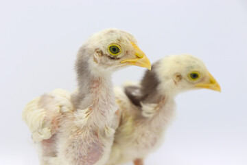 Two little chicks isolated on white background, Hen chicks