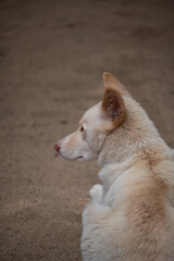 White dingo