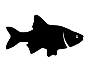 Vector black silhouette of fish on white background