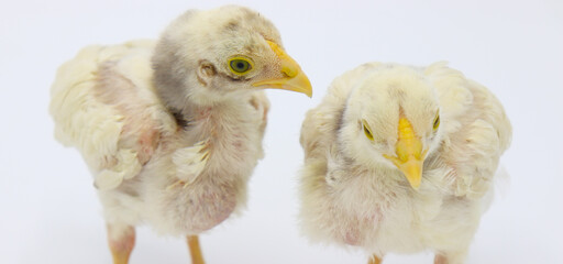 Two little chicks isolated on white background, Hen chicks