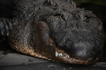 Alligator