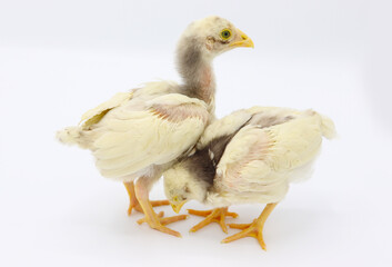Two little chicks isolated on white background, Hen chicks