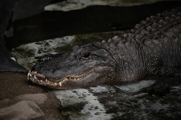 Alligator