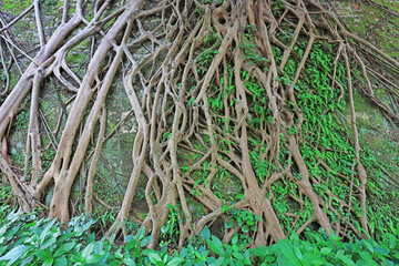 The roots of banyan trees