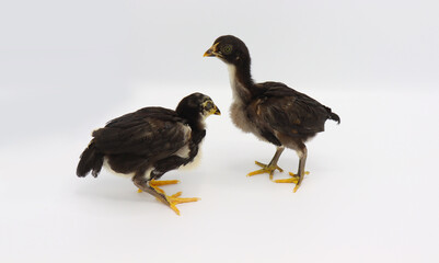 Two little chicks isolated on white background, Hen chicks