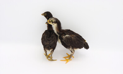 Two little chicks isolated on white background, Hen chicks