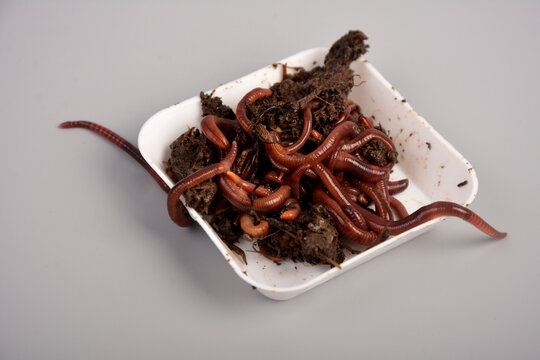 Earthworms for organic farming and agriculture, dew worms