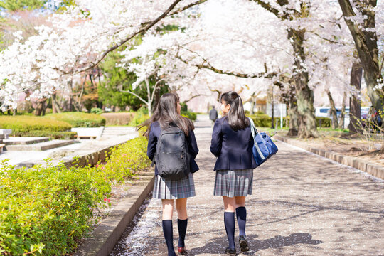 桜咲く道を歩く女子学生2人の後ろ姿