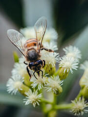 abeja