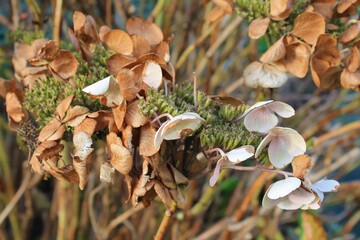 Winter hydrangea flower