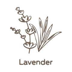 Hand drawn lavender flower isolated on white background. Monochrome vector illustration in sketch style 