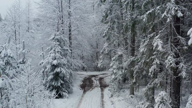 Snowy forest road in the evening.