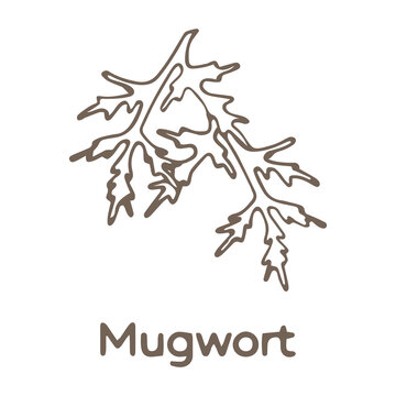 Hand drawn mugwort isolated on white background. Monochrome vector illustration in sketch style 