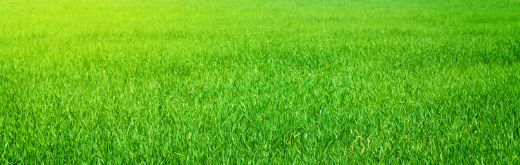 Fototapeta na wymiar Green grass field