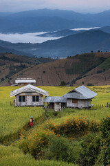 The yellow and green rice field and huts with blue sky and clouds.