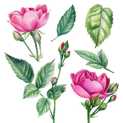 Set of Pink roses, buds, leaves on white isolated background, watercolor botanical illustration