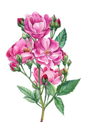 Pink roses on white isolated background, watercolor botanical illustration