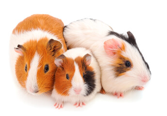 Guinea pigs isolated.