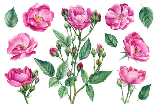 Set of pink roses, buds, leaves on white isolated background, watercolor botanical illustration