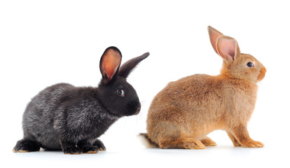 Two rabbits isolated.