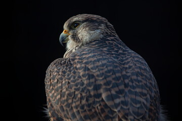Predatory hawk on a black background