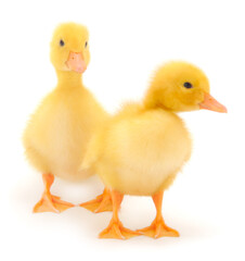 Little cute duckling.