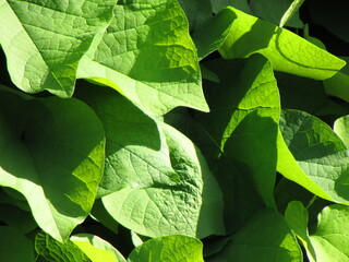 green leaves 