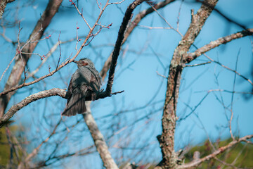振り向くヒヨドリ