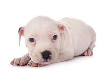 Fototapeta premium puppy staffordshire bull terrier
