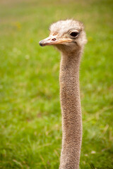Ostrich portrait photography in freedom