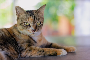Adorable brown color domestic cat relaxing on table in the house.