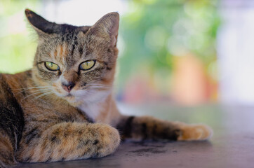 Adorable brown color domestic cat relaxing and looking somewhere on table in the house.