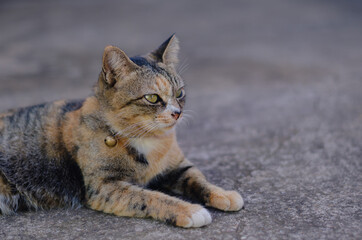 Adorable brown color domestic cat relaxing on the floor in the house.