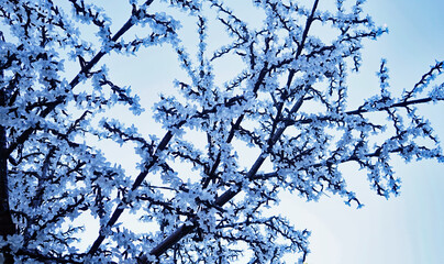 Malaga zur Weihnachtszeit im Dezember, Installation Baum mit Eisblumen aus Glas, die nachts leuchten 