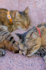 Focus and blurred of adorable two brown color domestic cats sleeping on the marble table.