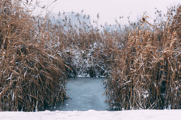 Photo of some reed near a lake covered with snow .