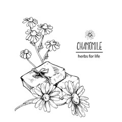 Hand drawn vector illustration of chamomile hand made soap. Engraved medicinal herb for cosmetics, medicine, treating, aromatherapy, package design healthcare.